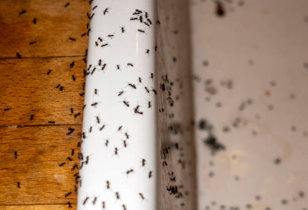 Spider Control Near Me in Rochester Hills, MI