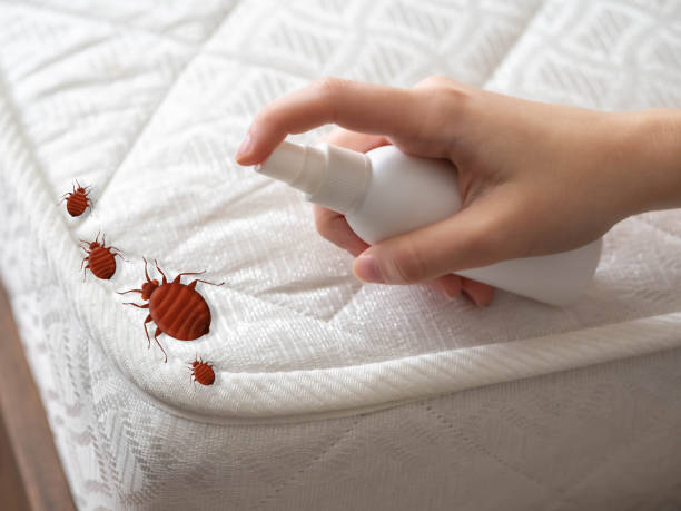 Best Spider Control Near Me  in Rochester Hills, MI