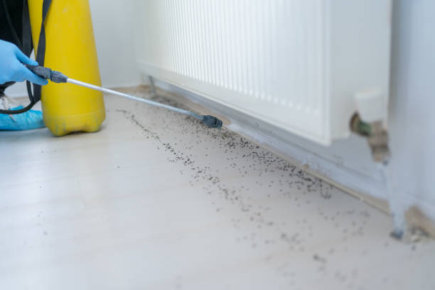 Best Termite Control Services  in Rochester Hills, MI
