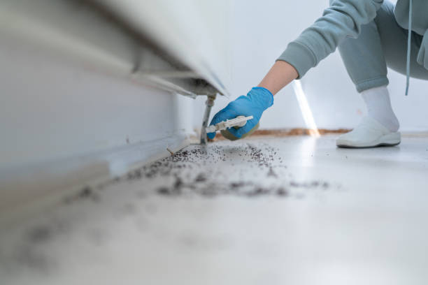 Best Local Pest Control Services  in Rochester Hills, MI